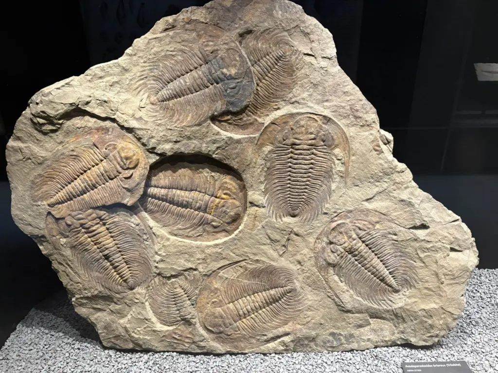 Trilobiti fossili guida