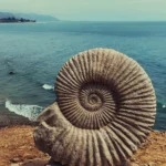 fossile-ammonite