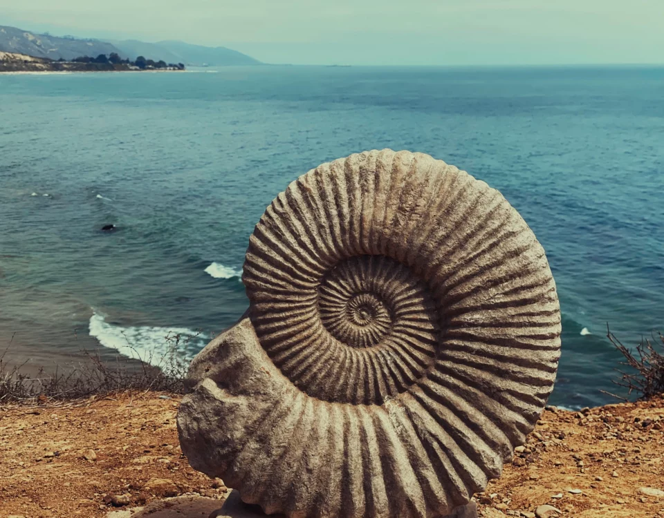 fossile-ammonite