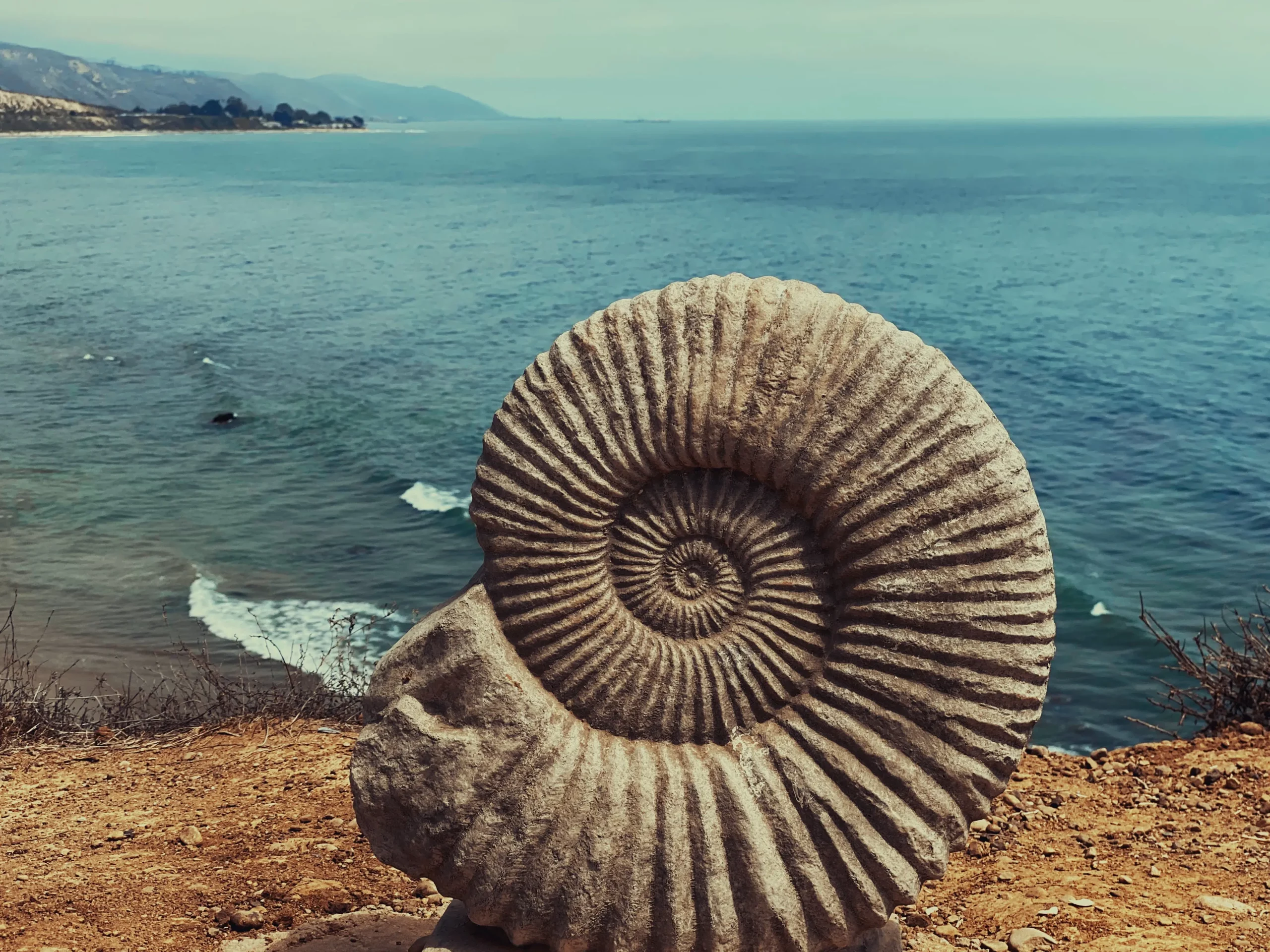 fossile-ammonite