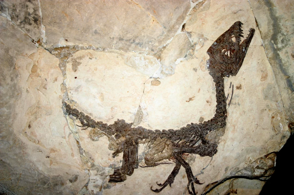 fossile-dinosauro-Ciro