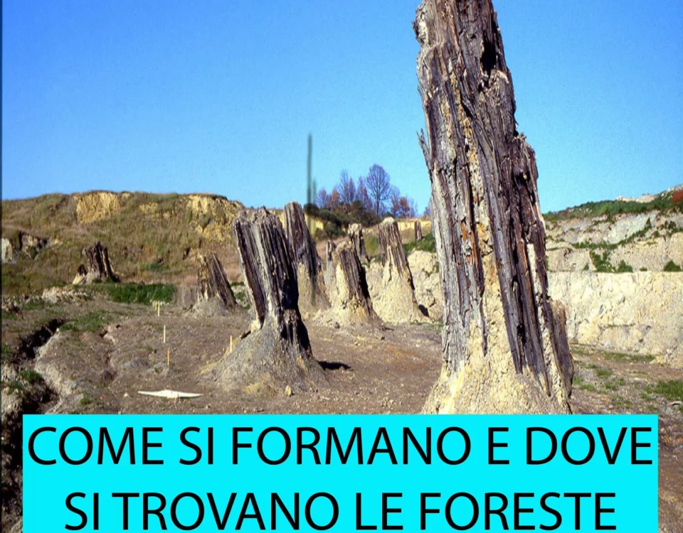 Come si formano e dove si trovano le foreste fossili