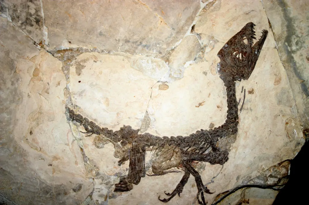 Dinosauro Ciro presso il Museo civico di storia naturale a Milano.